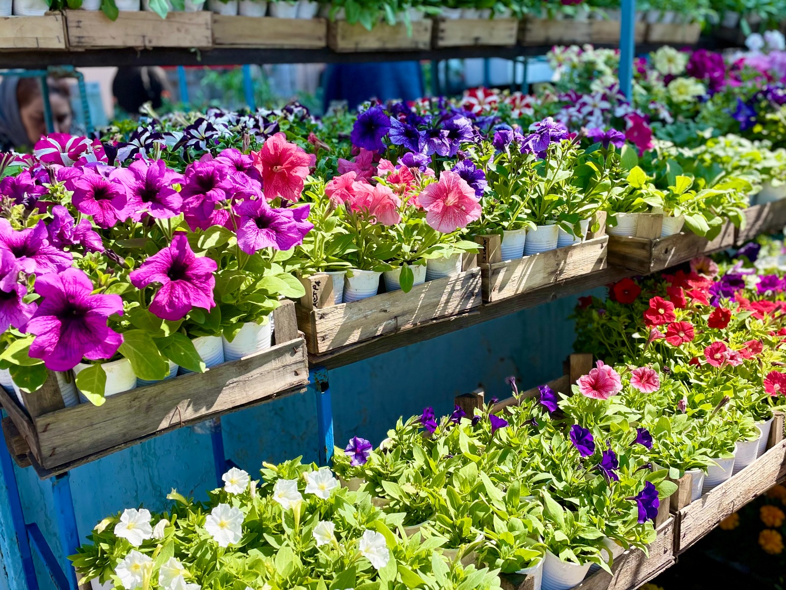 Муниципальные рынки приглашают омичей на садоводческие ярмарки.