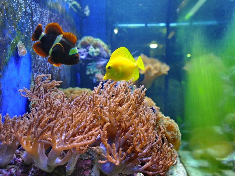 Омичей приглашают посетить акванариум «Наутилус».