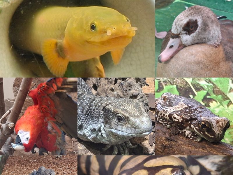 В дни новогодних праздников омичей приглашают в зоопарк.