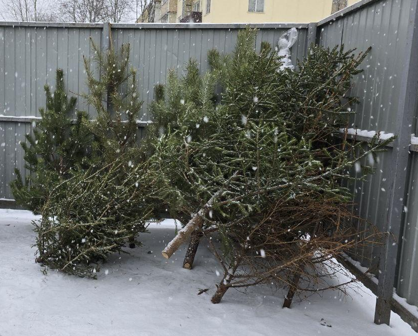 В Октябрьском округе утилизировали уже более тысячи новогодних деревьев.